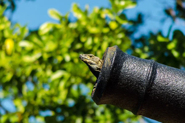 A Lizard in a Cannon — Stock Photo, Image