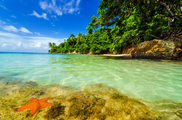 Starfish and Green Island — Stock Photo, Image