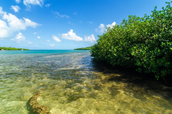 Caribische mangroven — Stockfoto