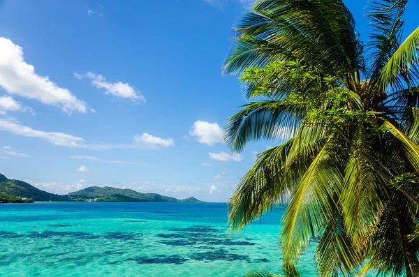 Palmera y paisaje marino — Foto de Stock