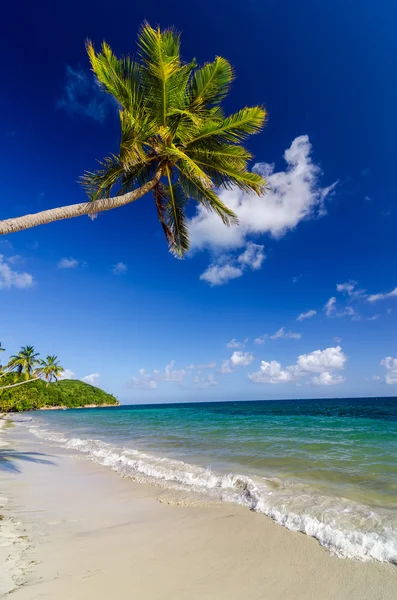 Palm Tree над White Beach — стоковое фото