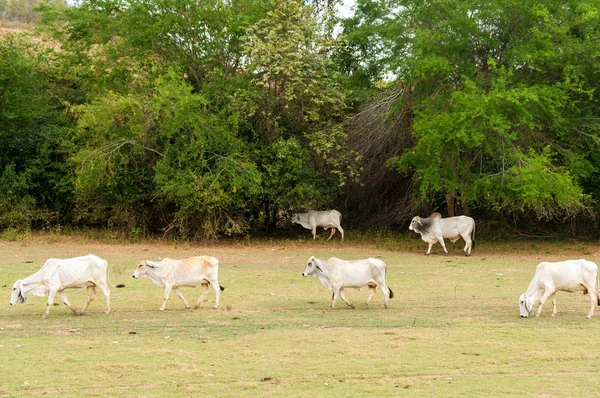 Mucche in un campo arido — Foto Stock