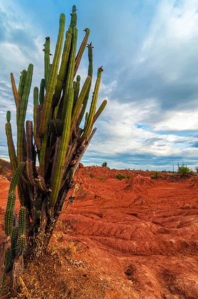 Tall Cactus in a Red Desert — Stock Photo, Image