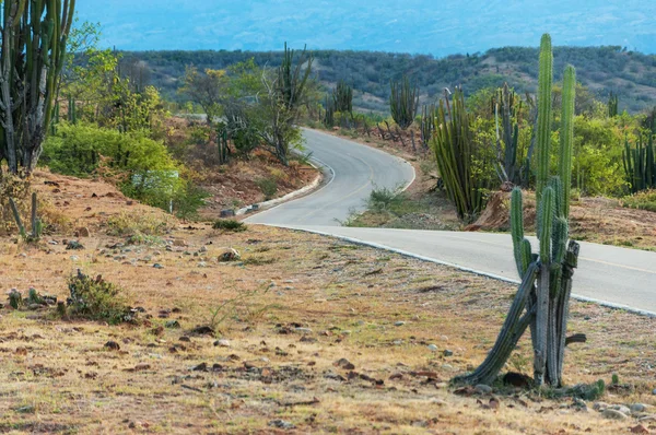 Kaktus och slingrande väg — Stockfoto