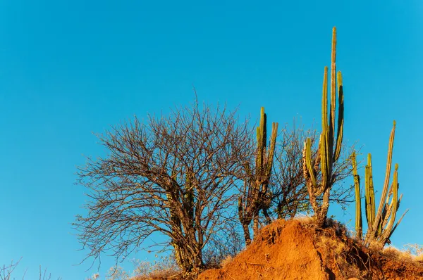 Cactus și copaci uscați — Fotografie, imagine de stoc