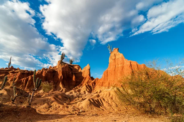 Valle del desierto y cactus — Foto de Stock