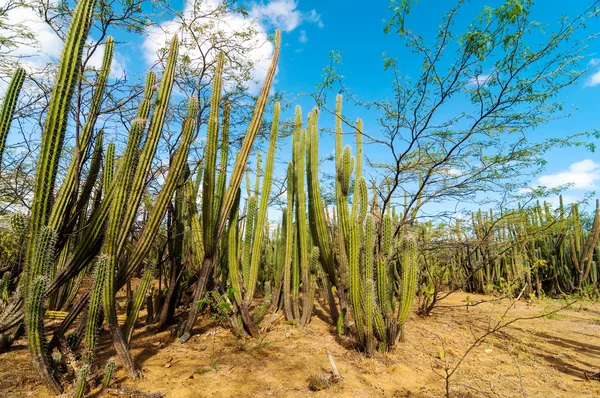 Une forêt de cactus — Photo