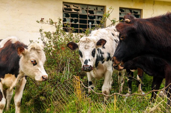 Mucche guardando fotocamera — Foto Stock