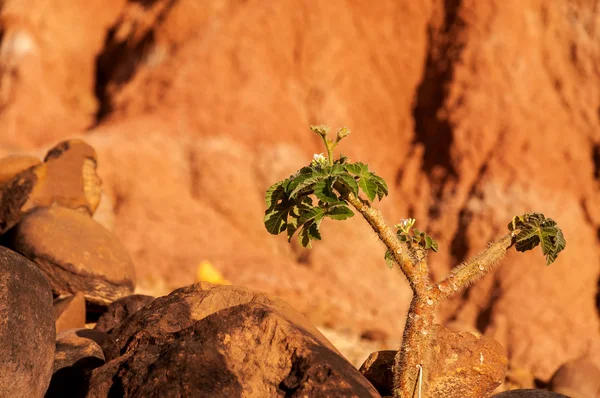 사막에서 고군분투 하는 식물 — 스톡 사진