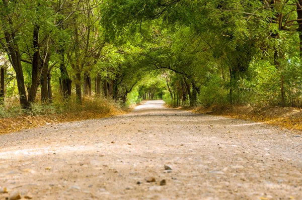 Tree Covered Lane — Stock Photo, Image