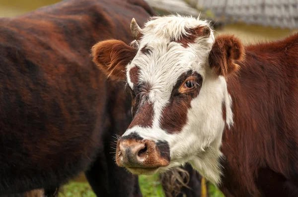 Cow Closeup Royalty Free Stock Photos