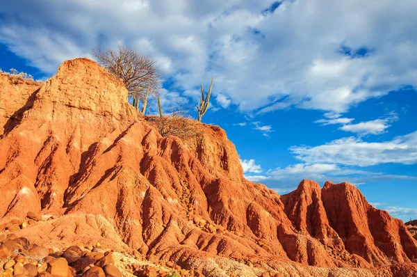 Red Desert and Cactus — Stock Photo, Image