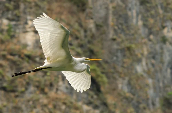 Flying Great Egret — Stock Photo, Image