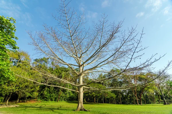 Large Leafless Tree — Stock Photo, Image