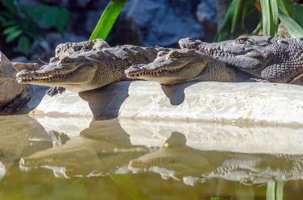 Крокодилы и размышления — стоковое фото