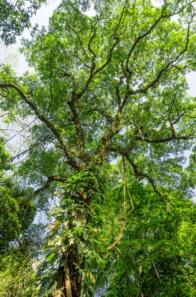 Árbol en una selva — Foto de Stock