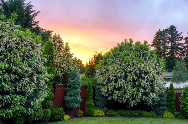 Backyard Sunset — Stock Photo, Image