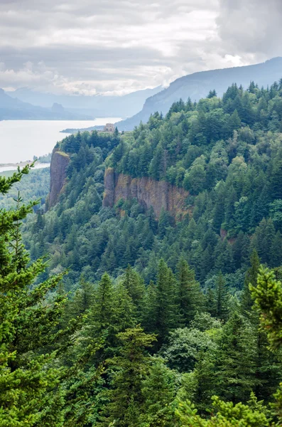 Columbia river gorge skog — Stockfoto