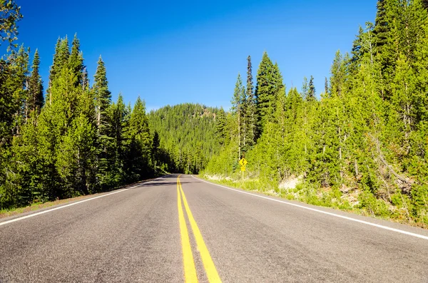 Skogsklädda highway — Stockfoto