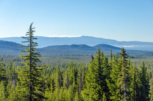 Tall Pine Trees and Hills — Stockfoto