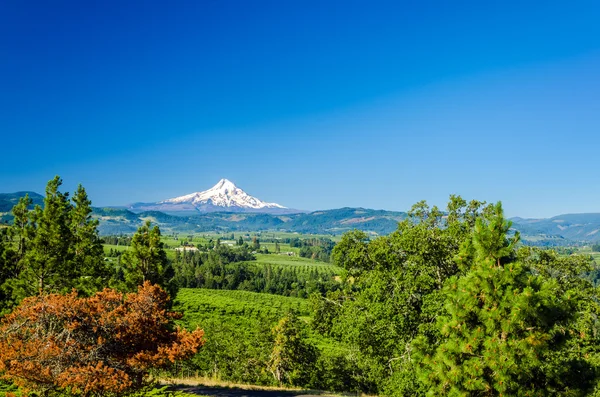 Mt. Hood and Valley — Stock Photo, Image