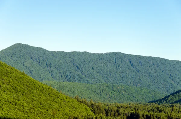 Collines forestières denses — Photo