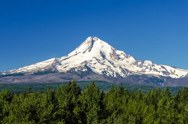 Majestueuze Mount hood — Stockfoto