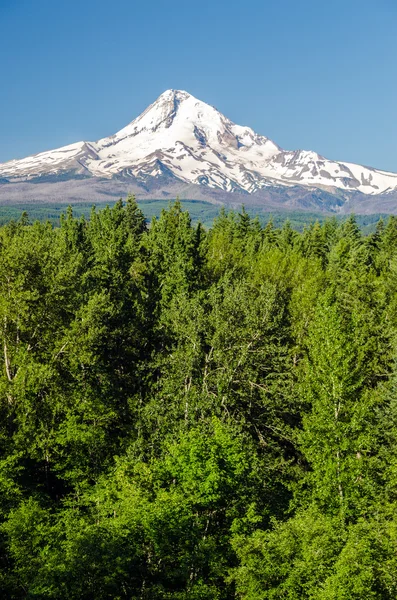 Mt. Hood Vertical — Stock Photo, Image