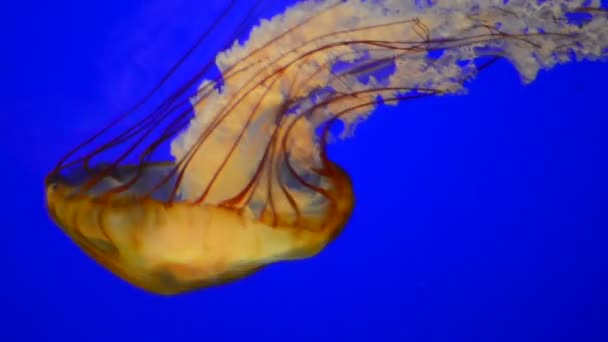 Medusas de urtigas marinhas — Vídeo de Stock