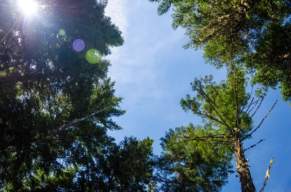 木々 やレンズフレア — ストック写真