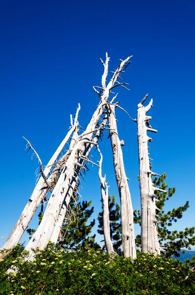 Döda skogsdunge — Stockfoto