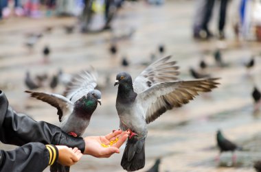 Hand Fed Pigeons clipart