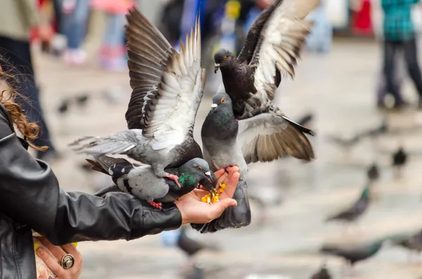 Tauben fressen aus der Hand — Stockfoto