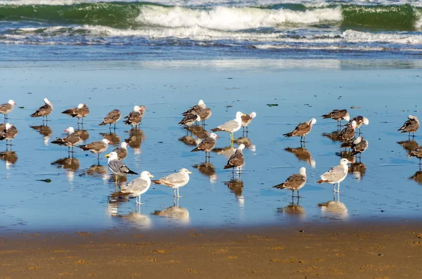 Чайки на пляже — стоковое фото