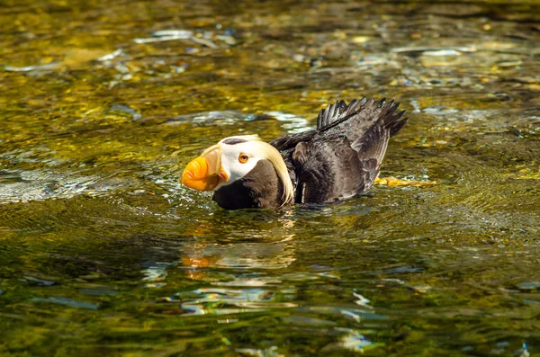 Puffin in Water — Stock Photo, Image