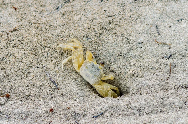 Sand Crab — Stock Photo, Image