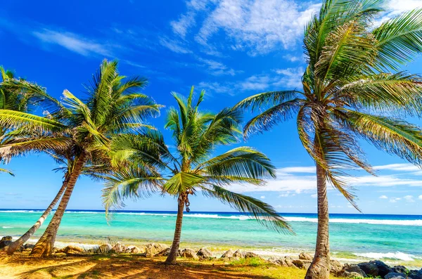 Kust palmbomen — Stockfoto