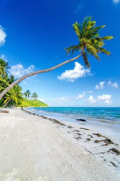 Öde stranden och palm träd — Stockfoto