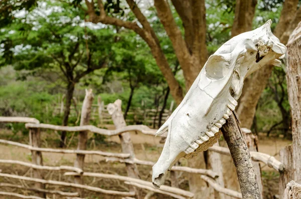 Caveira de vaca em uma cerca — Fotografia de Stock