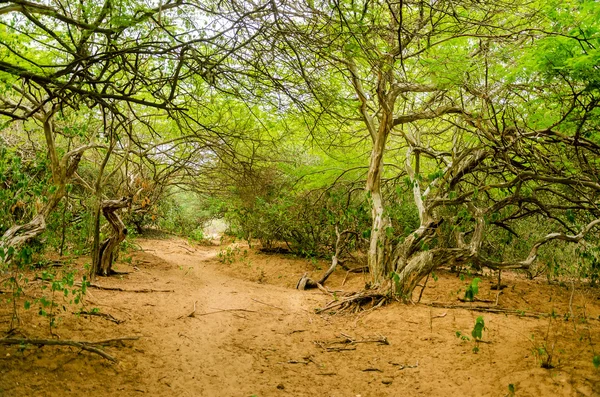 Ormandan geçen bir yol — Stok fotoğraf