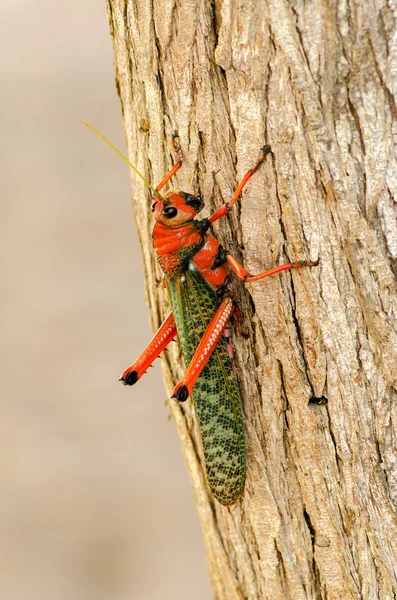 Large Grasshopper — Stock Photo, Image
