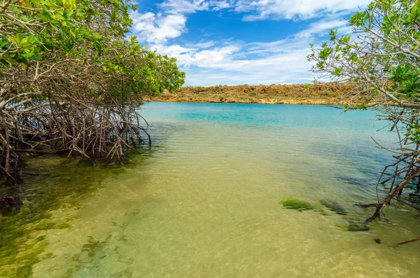 Vista mare e mangrovie — Foto Stock