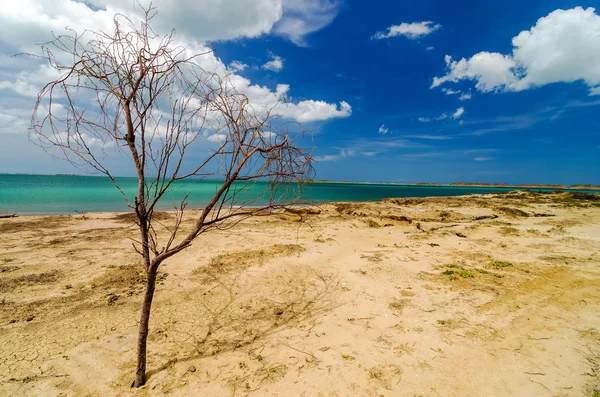死树和海滩 — 图库照片