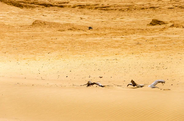 Száraz sivatagi homok — Stock Fotó