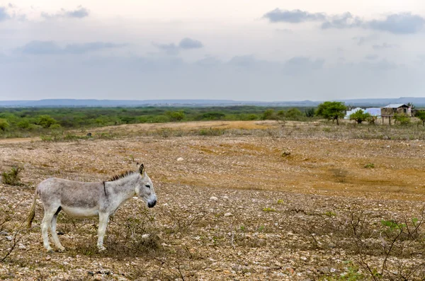 Grey Donkey — Stock Photo, Image