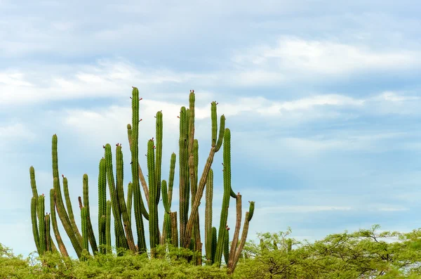 Cactus et ciel — Photo