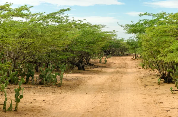 Пустеля грунтова дорога — стокове фото