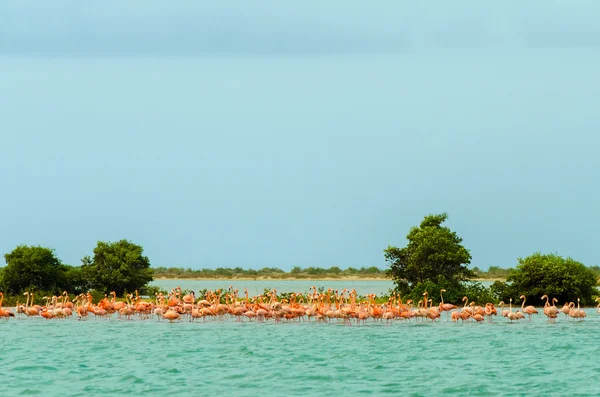 Flock of Flamingos — Stock Photo, Image