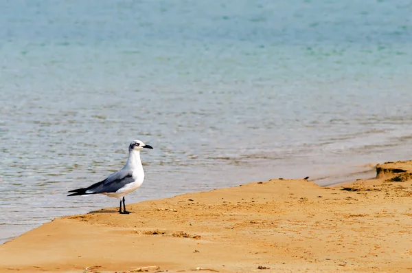 Uccello su una spiaggia — Foto Stock