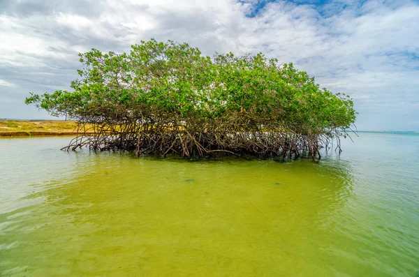 Mangrove és a víz — Stock Fotó